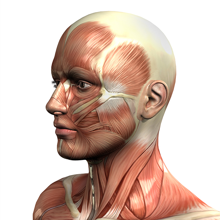 3D male figure with muscle map cabeza anatomía músculos